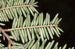 Eastern hemlock